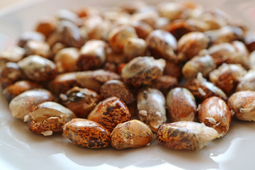 Close-up of Cancha, Andean toasted Chulpe corn or Maiz Chulpe, the Peruvian tasty corn snack 