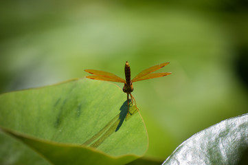 Dragonfly on Lily Pad