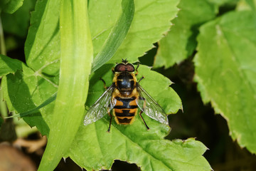 Schwebfliege, Totenkopf Schwebfliege, Myathropa florea