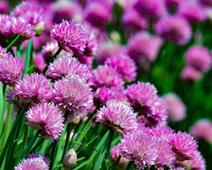 Fototapeta premium Chives
