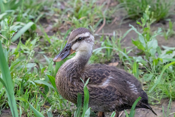 The baby birds of Grey duck in the Toneri park in Tokyo, Japan / Toneri park is a public park in Tokyo