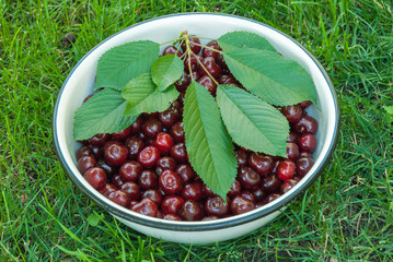 Cherry. Red fresh bunch of cherries
