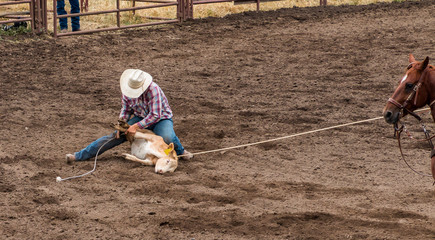A rodeo cowboy having roped a calf ties three legs of the calf with a rope. The horse is holding the rope tight. The cowboy is wearing blue jeans, white hat and checked shirt. They are in an arena. © Timothy