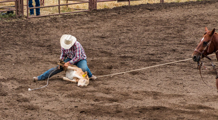 A rodeo cowboy having roped a calf ties three legs of the calf with a rope. The horse is holding...