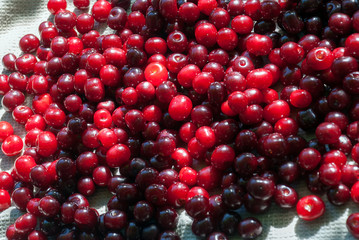 Cherry. Red fresh bunch of cherries