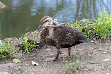 The baby birds of Grey duck in the Toneri park in Tokyo, Japan / Toneri park is a public park in Tokyo