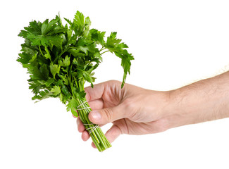 Fototapeta na wymiar A bunch of parsley in hand on white background isolation