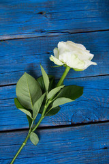 Fototapeta na wymiar blooming white rose on blue wooden background
