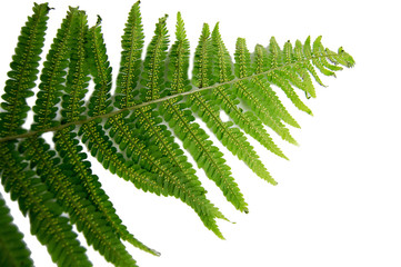 green leaf fern with spores isolated on white background