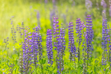 Blooming lupine flowers. A field of lupines. Violet and pink lupin in meadow. Colorful bunch of...