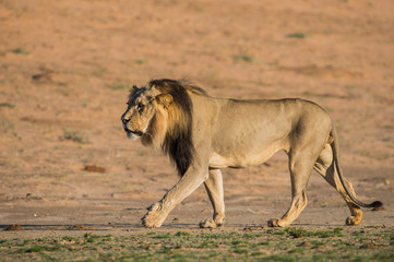 Walking Male Lion