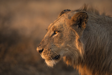 Obraz na płótnie Canvas Side Profile of a Young Male Lion