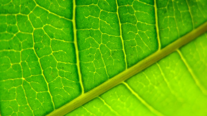 detail of a green leaves texture - background
