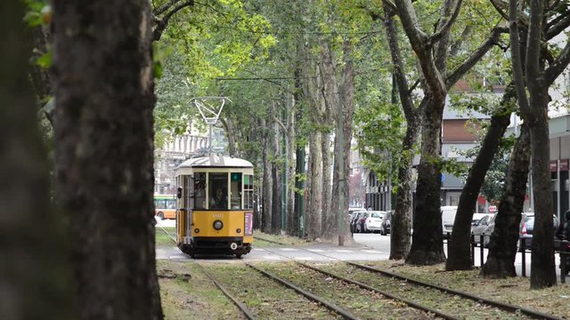 Un viale di MIlano con Aceri e foglie al vento delimita la linea tramviaria