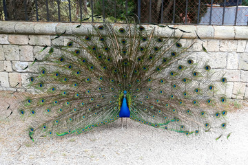 Peacock on the island of Rhodes