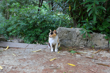 A lovely colorful cat