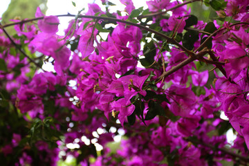 Pink oleander flowers in Greece