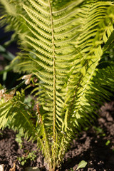 Natural green young ostrich fern or shuttlecock fern leaves Matteuccia struthiopteris on each other, the pantone color