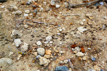 Ants, Rodini Park, Rhodes, Greece