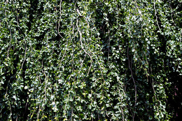 tree leaves green texture 