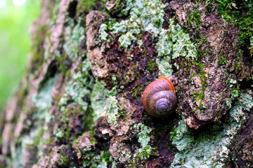 Vividly Colored Shell on Tree