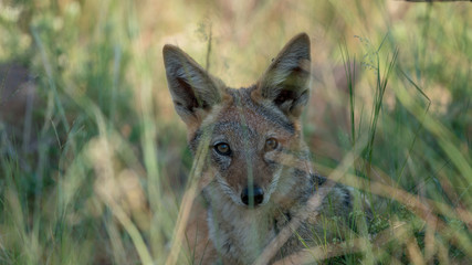 Schabrackenschakal in Afrika