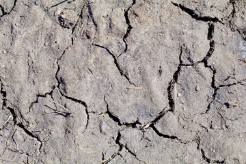 Cracked Dried Mud Texture