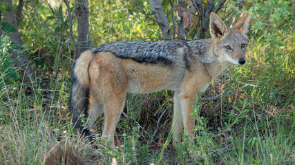 Schabrackenschakal in Afrika
