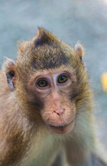 Cute little monkey The species is native to and living in the central forests of Thailand