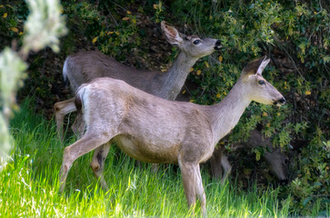 View of young deer grazing in the green wilderness.