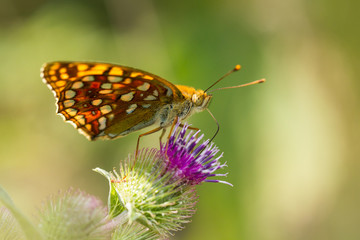 Schmetterling im Gegenlicht an Blüte