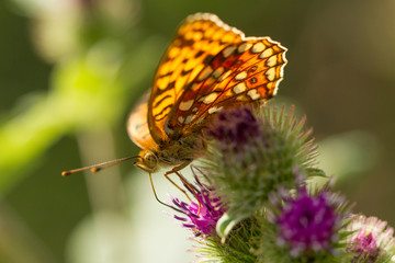 Schmetterling im Gegenlicht an Blüte