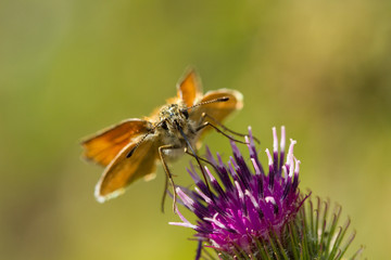 Schmetterling