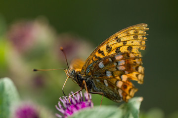 Schmetterling im Gegenlicht an Blüte