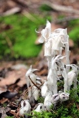 Parasitic Indian Pipe Flowers