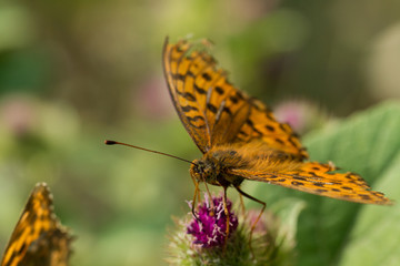 Schmetterling