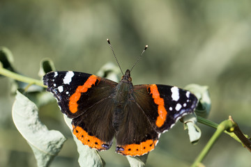 Fototapeta na wymiar Schmetterling: Admiral (Vanessa atalanta)
