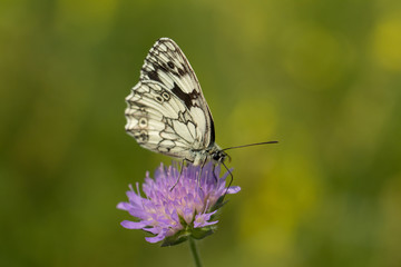 Schachbrettfalter - Schmetterling