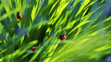 Natural summer background. A group of ladybirds in the green fresh summer grass. Artistic summer image.