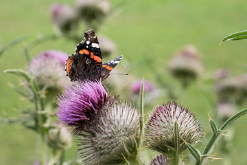 Schmetterling auf Distel-Blüte