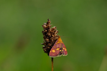 Schmetterling / Falter