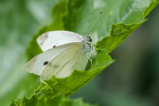 Kohlweißling - Schmetterling