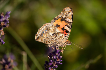 Schmetterling