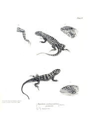 Illustration of animal