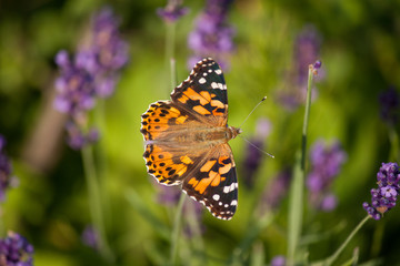 Schmetterling von Lavendelblüten