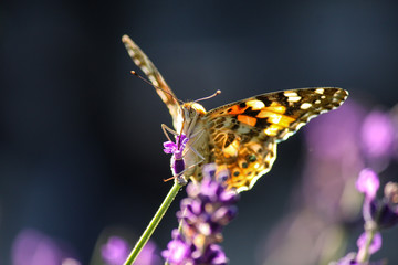 Bunter Schmetterling trinkt aus Blüte