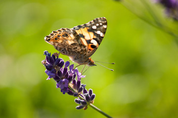 Fototapeta premium Schmetterling an lila Blüte (Lavendel)