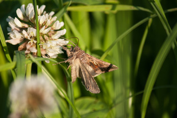 Brauner Falter an Klee-Blüte