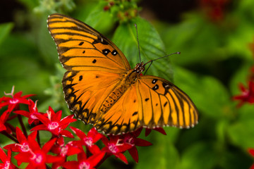 Gulf Fritillary butterfly eating 