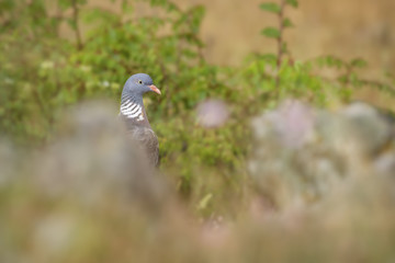 Woodpigeon - Columba palumbus, beautiful colorful pigeon from European forests, Eastern Rodope mountains, Bulgaria.